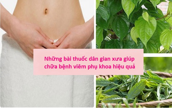 thuốc dân gian chữa viêm phụ khoa hiệu quả